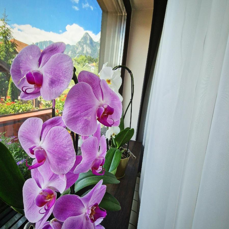 Amor Tirol Bușteni Exterior foto