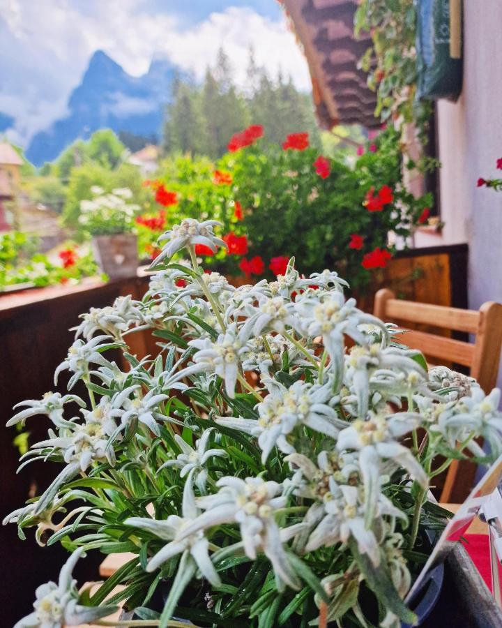 Amor Tirol Bușteni Exterior foto
