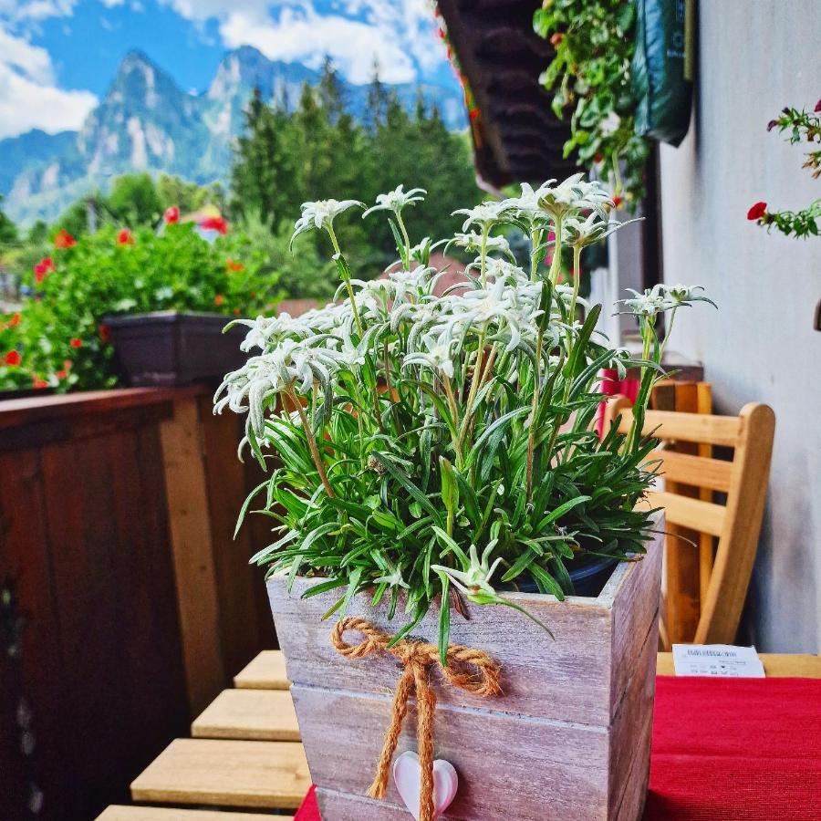 Amor Tirol Bușteni Exterior foto