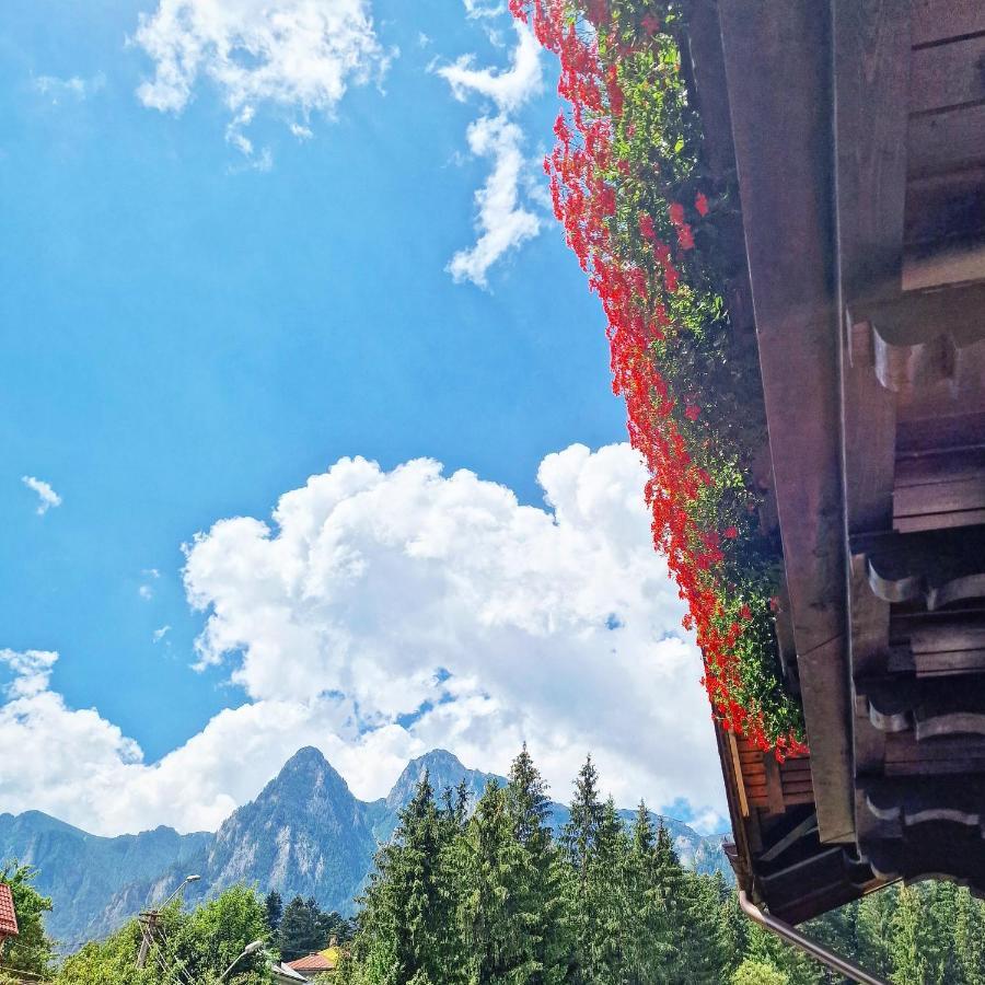 Amor Tirol Bușteni Exterior foto