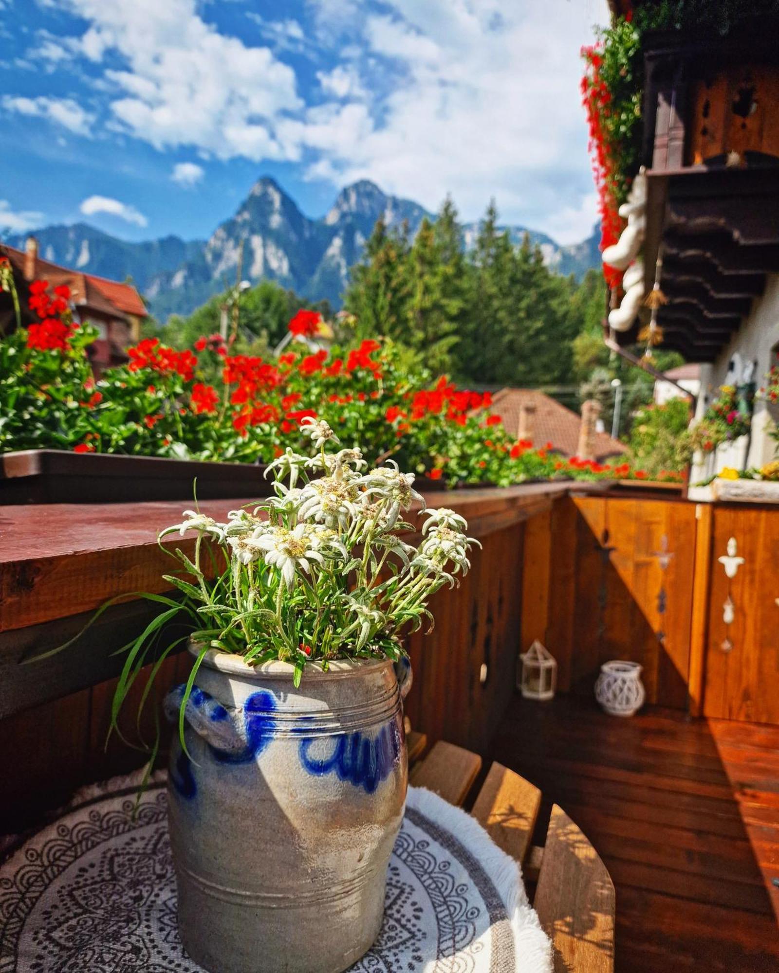 Amor Tirol Bușteni Exterior foto